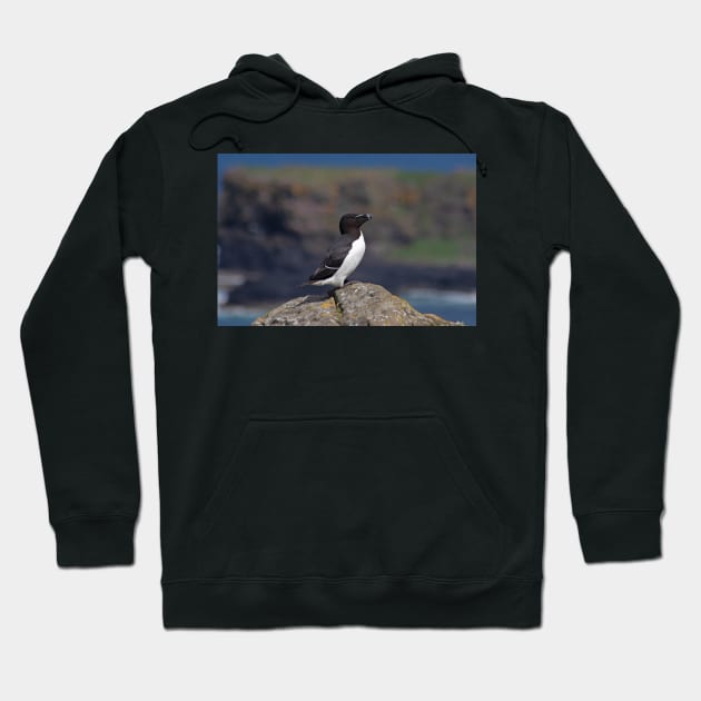 Razorbill on a cliff Hoodie by HazelWright